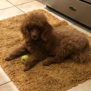 Meet your Posher, Courtney